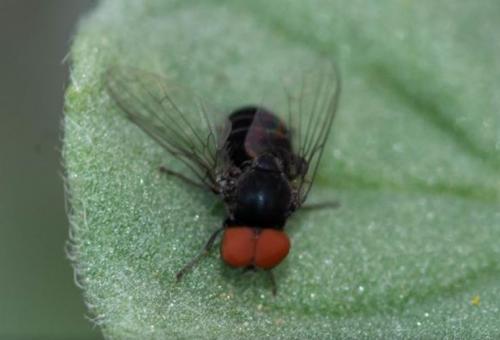 Réf. 240 338 : Lindneromyia dorsalis